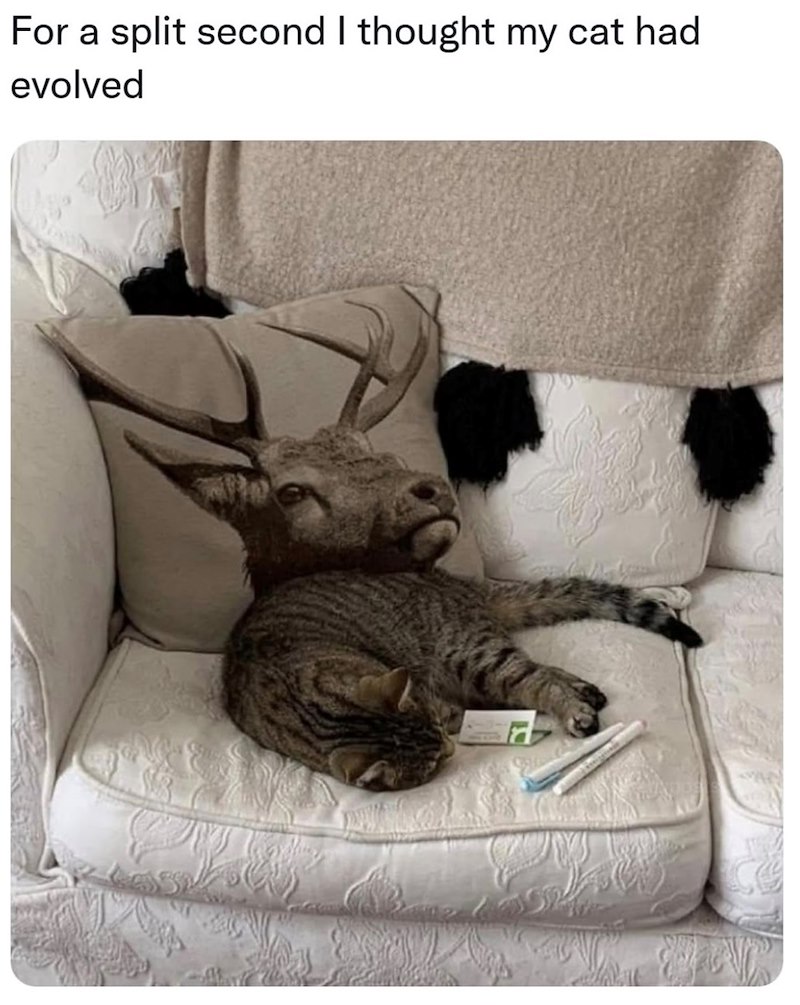 For a split second I thought my cat had evolved