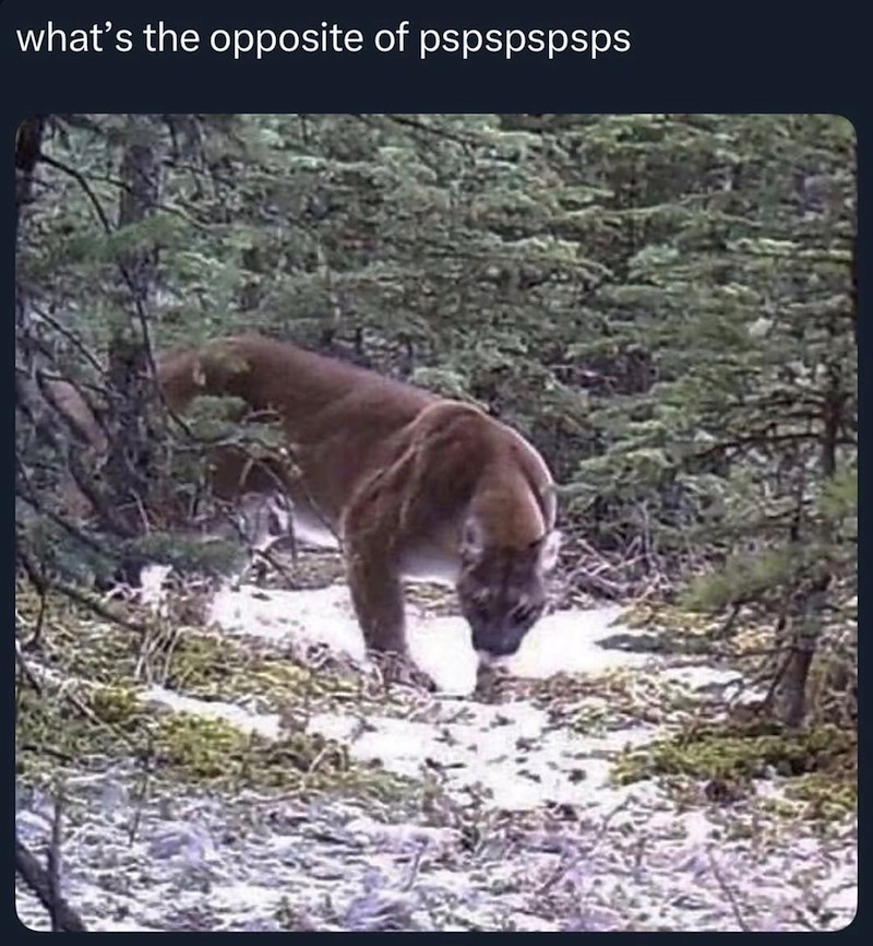 what's the opposite of pspspspsps