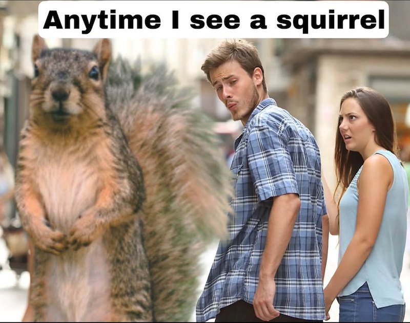 Anytime I see a squirrel