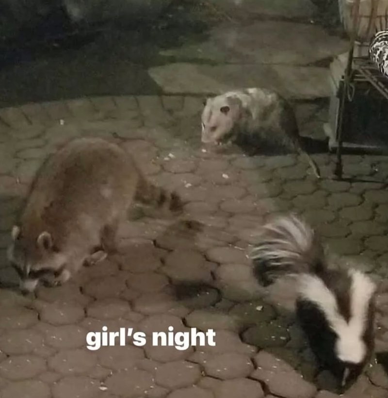 girl's night