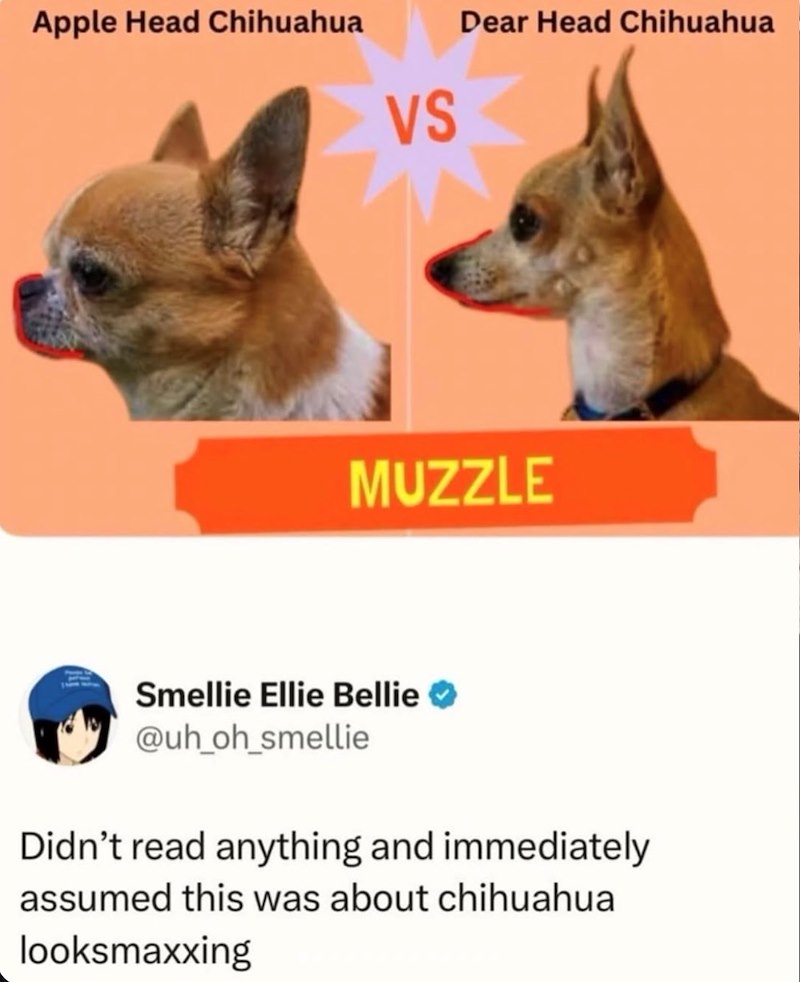 Apple Head Chihuahua VS Dear Head Chihuahua MUZZLE Smellie Ellie Bellie @uh_oh_smellie Didn't read anything and immediately assumed this was about chihuahua looksmaxxing