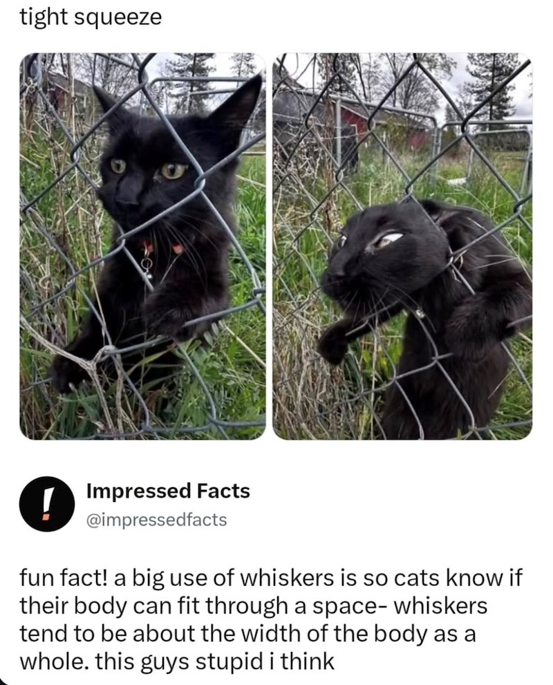 tight squeeze ! Impressed Facts @impressedfacts fun fact! a big use of whiskers is so cats know if their body can fit through a space-whiskers tend to be about the width of the body as a whole. this guys stupid i think