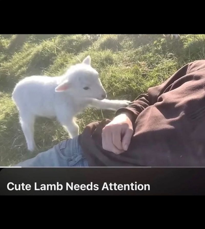 Cute Lamb Needs Attention