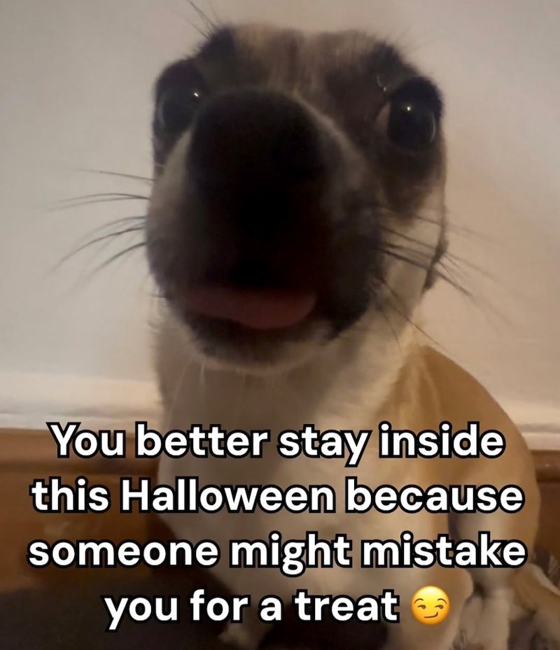 You better stay inside this Halloween because someone might mistake you for a treat