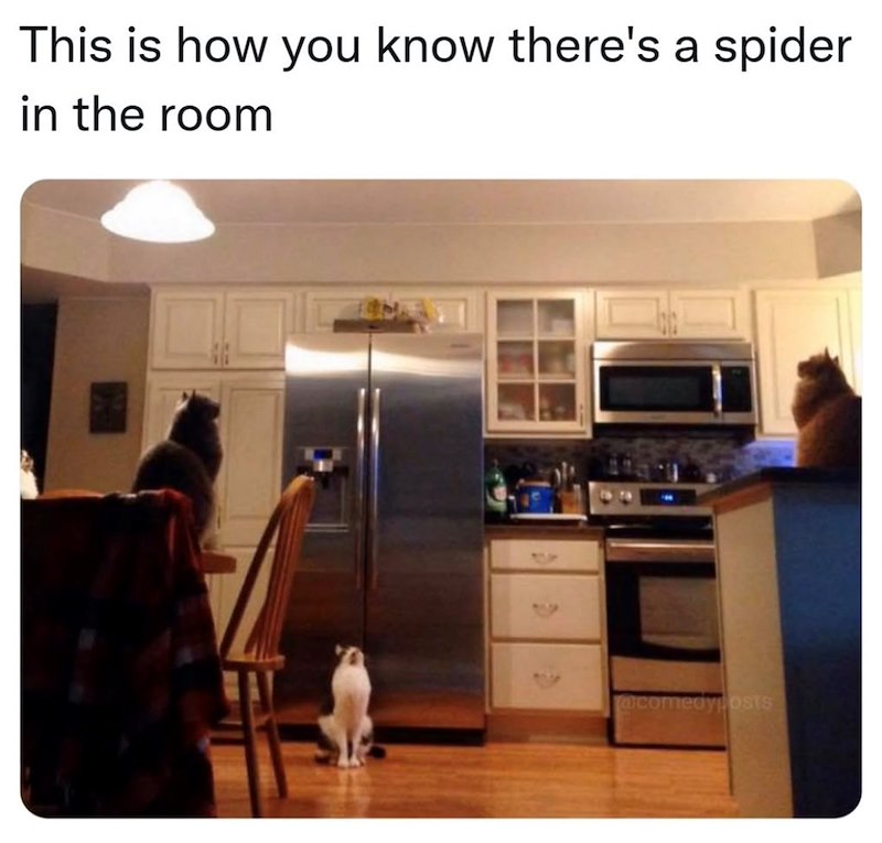 This is how you know there's a spider in the room @comedyposts