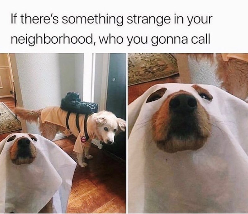 If there's something strange in your neighborhood, who you gonna call