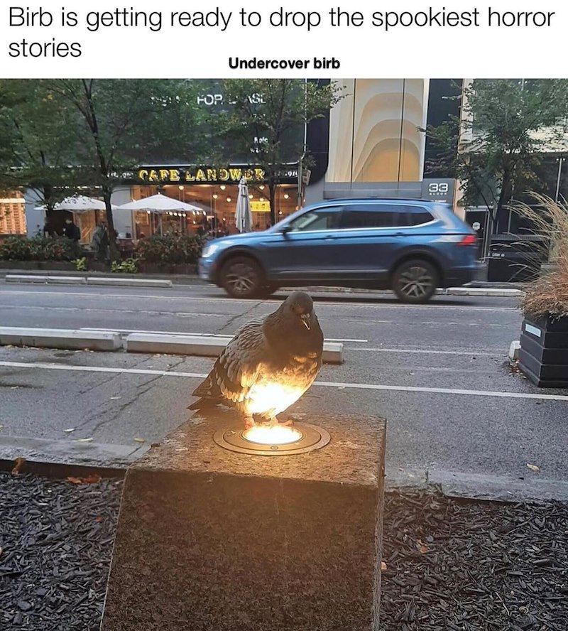 Birb is getting ready to drop the spookiest horror stories Undercover birb HOP SE CAFE LANDWER 9 33