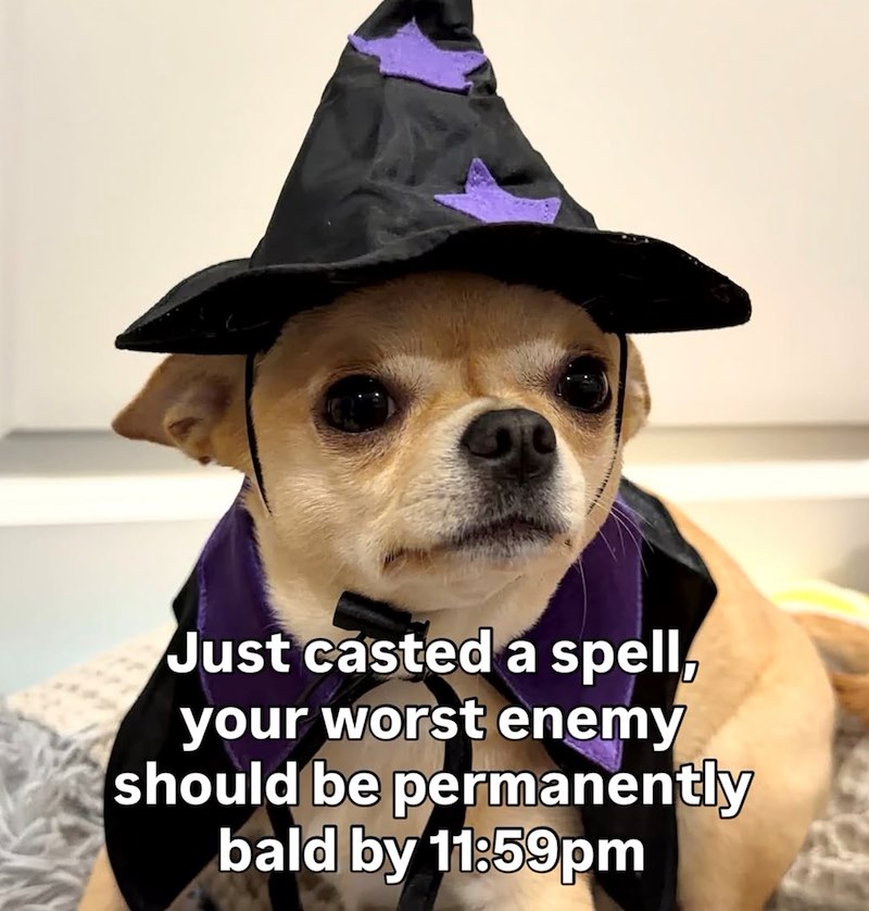Just casted a spell, your worst enemy should be permanently bald by 11:59pm