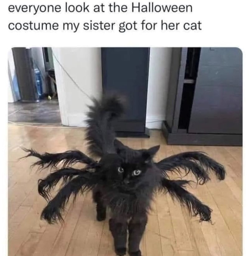 everyone look at the Halloween costume my sister got for her cat