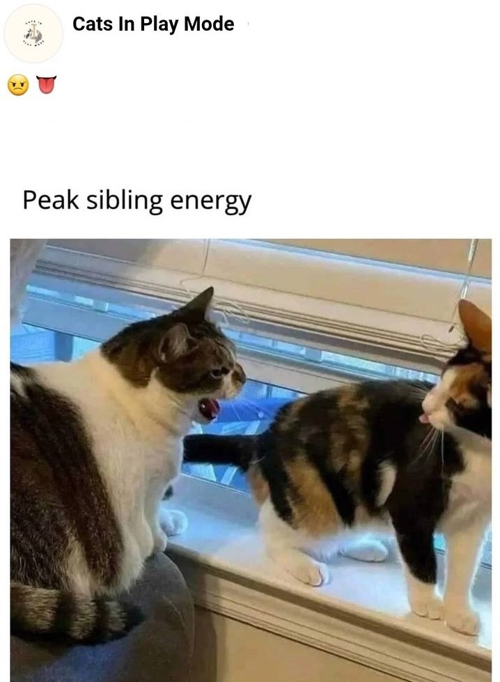 Cats In Play Mode Peak sibling energy