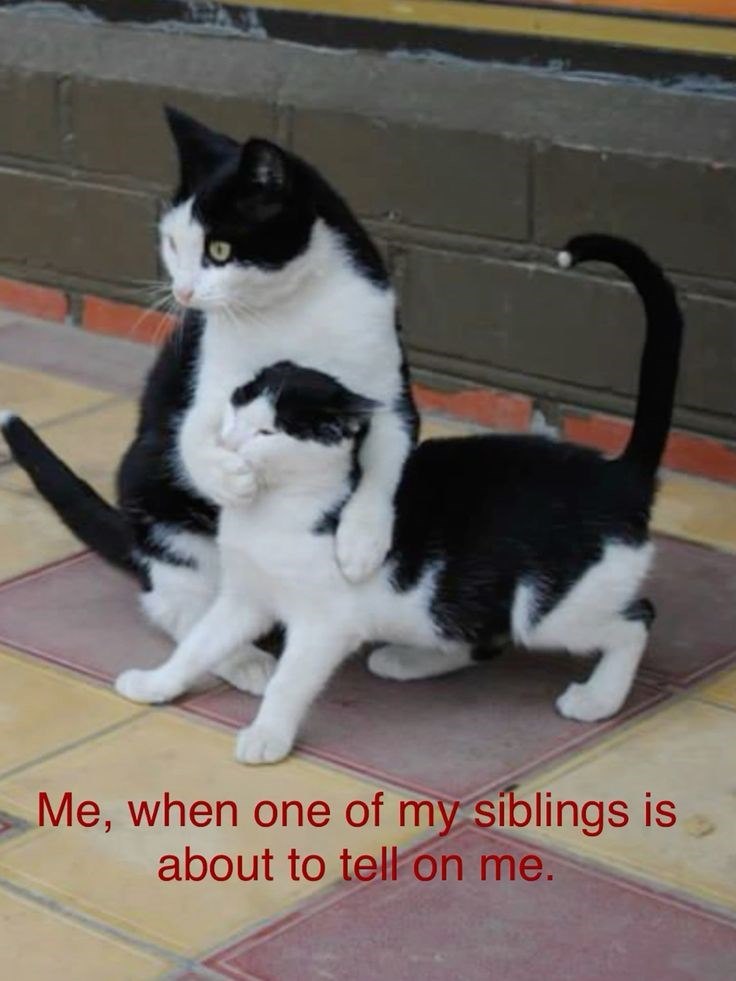 Me, when one of my siblings is about to tell on me.