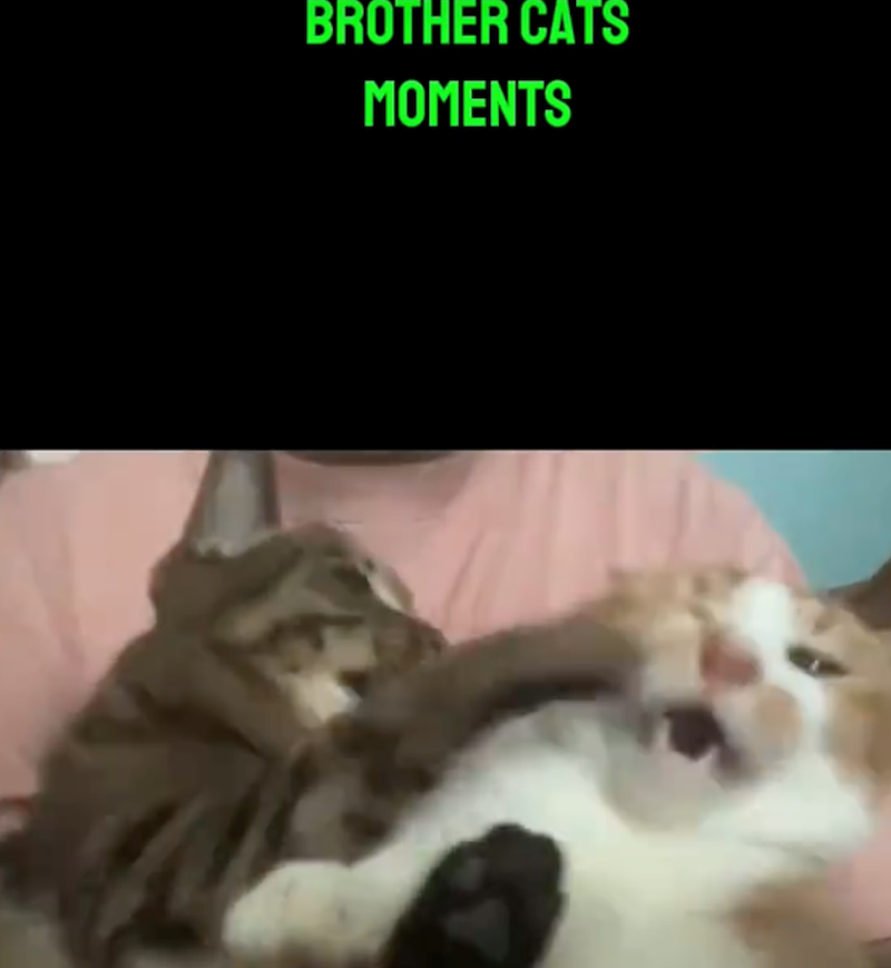 BROTHER CATS MOMENTS