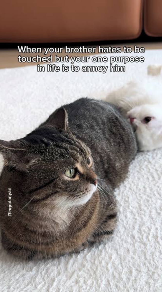 Ringodanyan When your brother hates to be touched but your one purpose in life is to annoy him