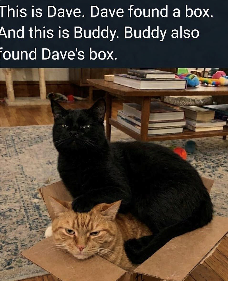 This is Dave. Dave found a box. And this is Buddy. Buddy also found Dave's box.