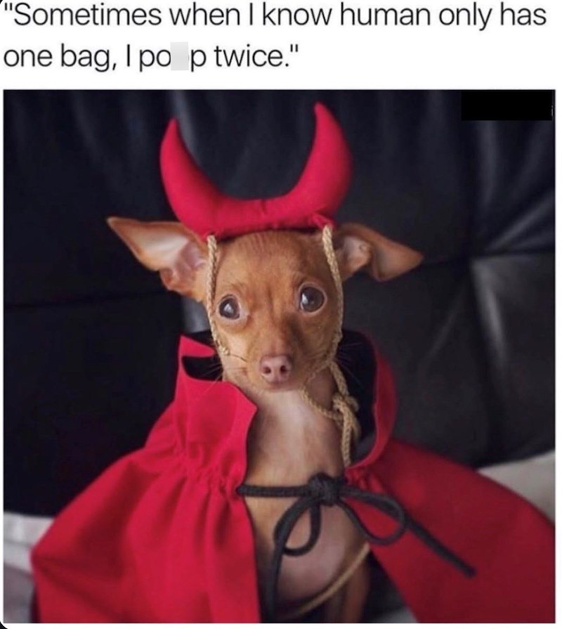 "Sometimes when I know human only has one bag, I po p twice."