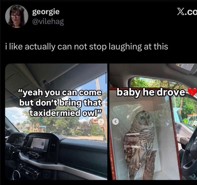 georgie @vilehag i like actually can not stop laughing at this X.co "yeah you can come baby he drove but don't bring that taxidermied owl" 71 THE