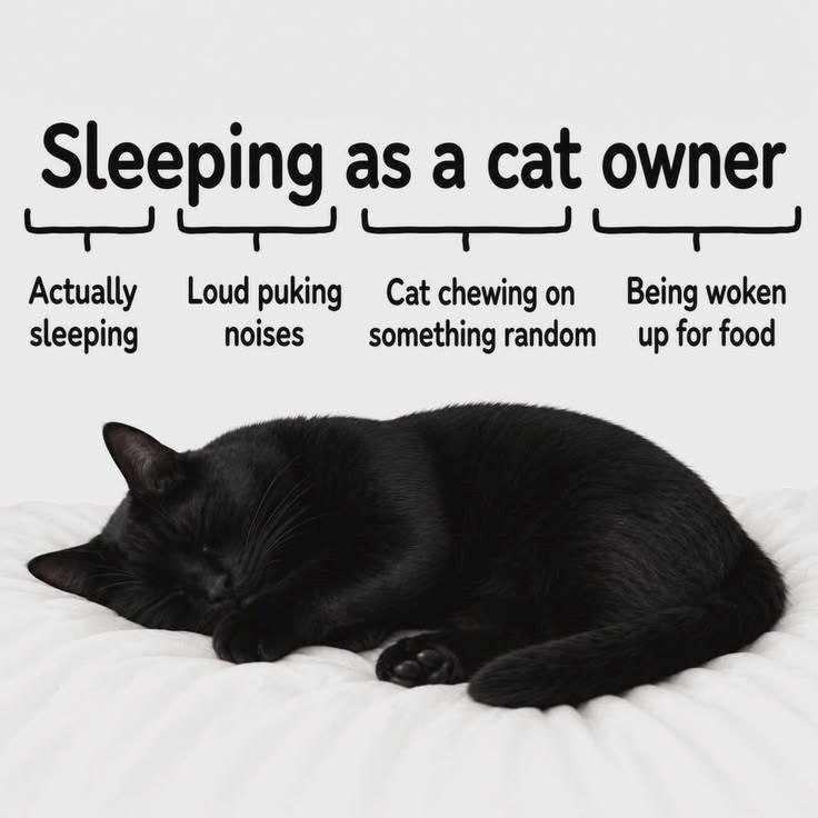 Sleeping as a cat owner Actually Loud puking Cat chewing on Being woken sleeping noises something random up for food