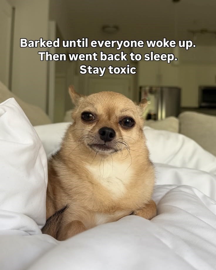 Barked until everyone woke up. Then went back to sleep. Stay toxic