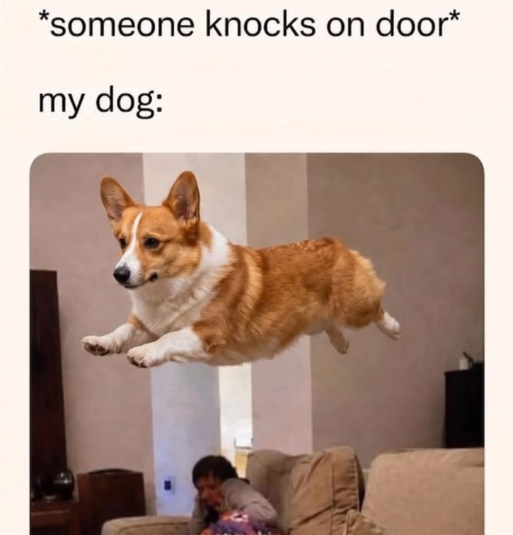 *someone knocks on door* my dog: