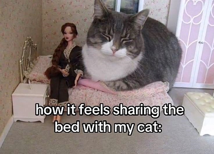 how it feels sharing the bed with my cat: