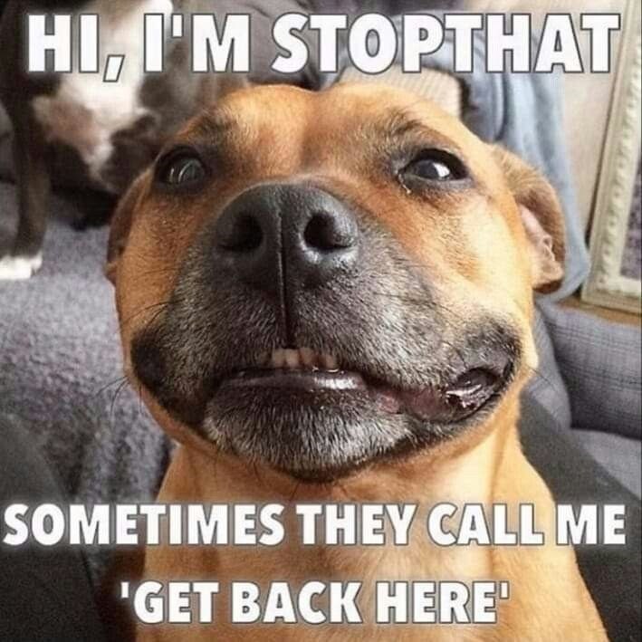 HI, I'M STOPTHAT SOMETIMES THEY CALL ME 'GET BACK HERE'