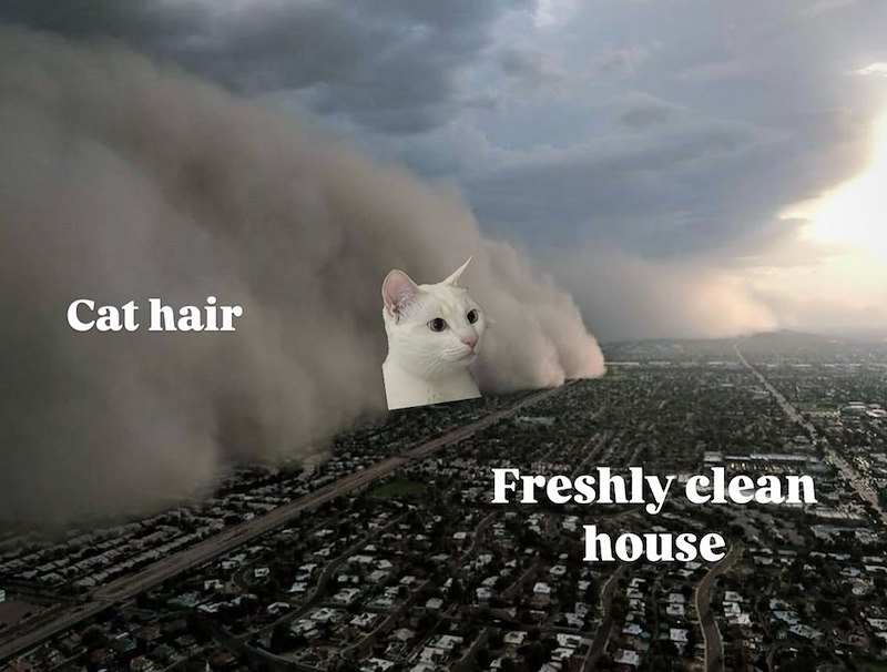 Cat hair Freshly clean house