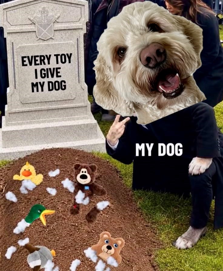 EVERY TOY I GIVE MY DOG MY DOG