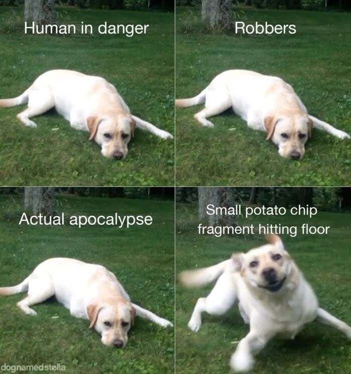 Human in danger Robbers Actual apocalypse Small potato chip fragment hitting floor dognamedstella