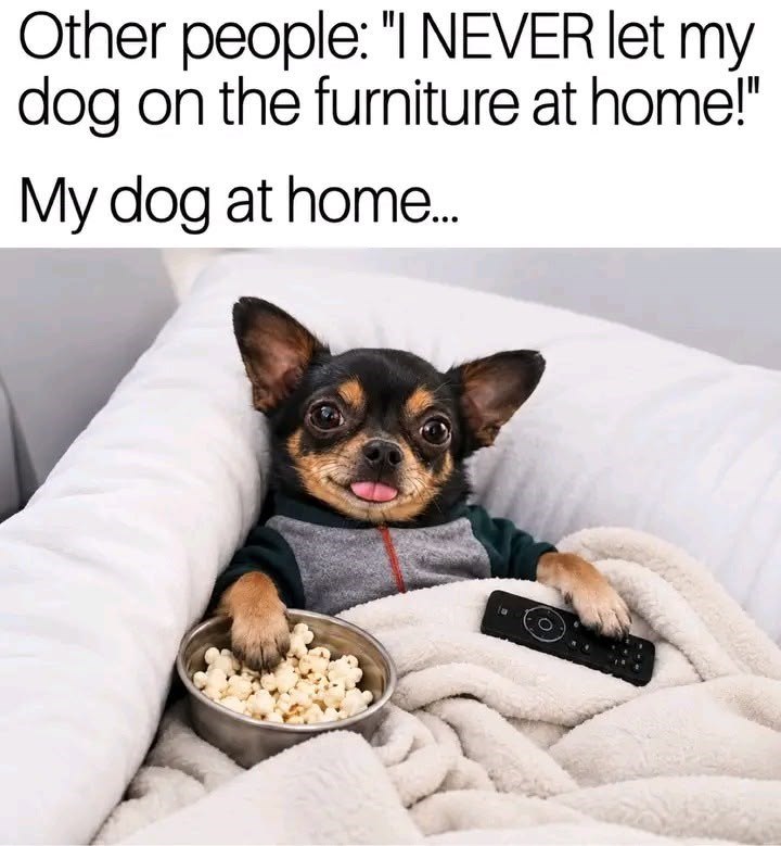 Other people: "I NEVER let my dog on the furniture at home!" My dog at home...