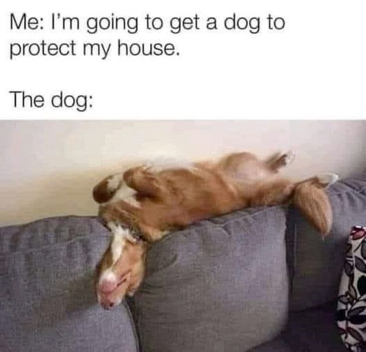 Me: I'm going to get a dog to protect my house. The dog:
