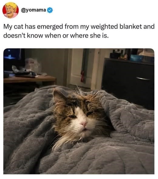 @yomama My cat has emerged from my weighted blanket and doesn't know when or where she is.