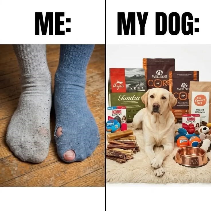 ME: MY DOG: Orijen Tundra KONG EXTREME WELLNESS CORE WELLNES CO Kase o Che KONG EXTREME The Farmer's Deg elegant petrsums Che AX