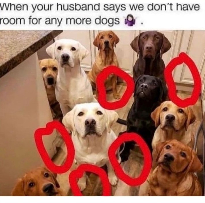 When your husband says we don't have room for any more dogs