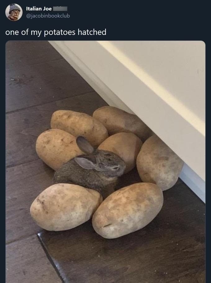 Italian Joe @jacobinbookclub one of my potatoes hatched