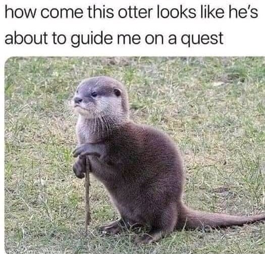 how come this otter looks like he's about to guide me on a quest