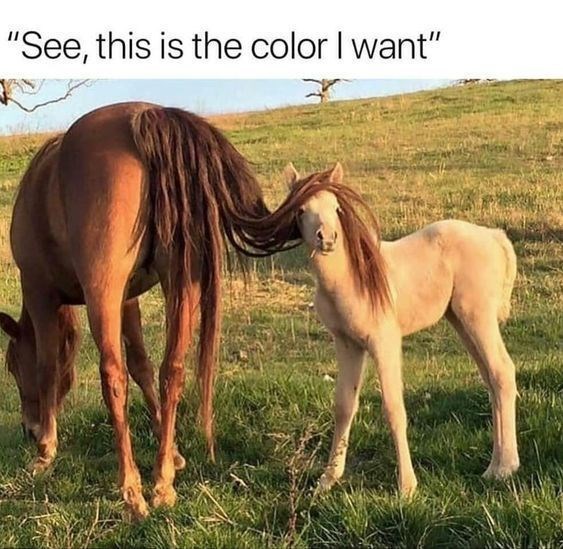 "See, this is the color I want"