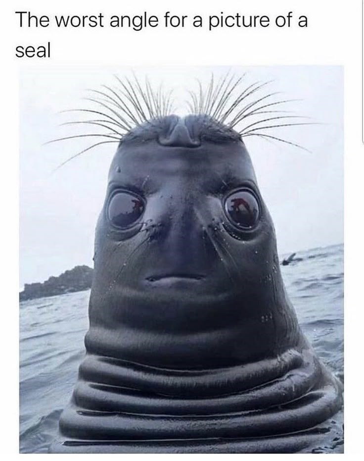 The worst angle for a picture of a seal