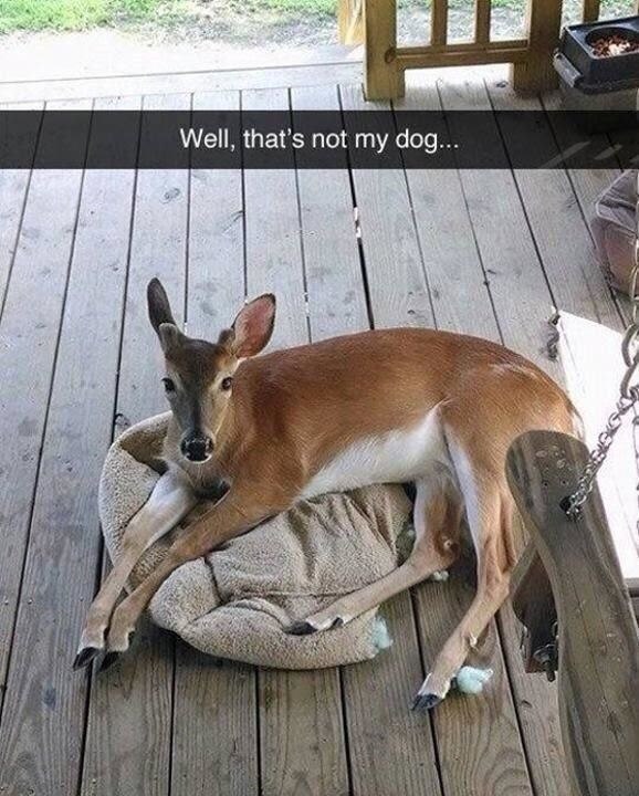 Well, that's not my dog...