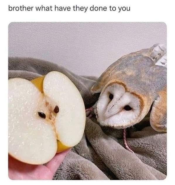 brother what have they done to you