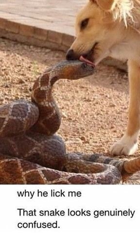 why he lick me That snake looks genuinely confused.