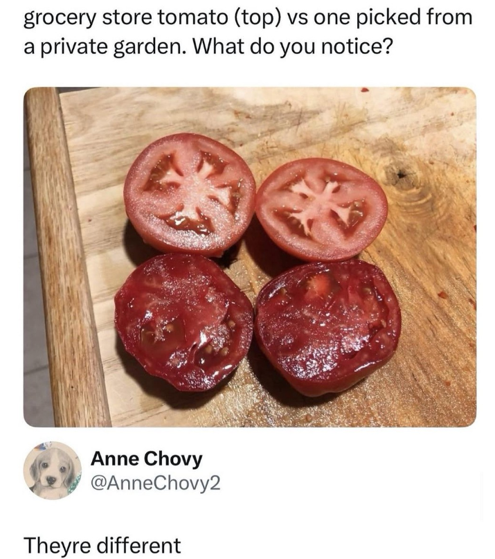 grocery store tomato (top) vs one picked from a private garden. What do you notice? Anne Chovy @AnneChovy2 Theyre different