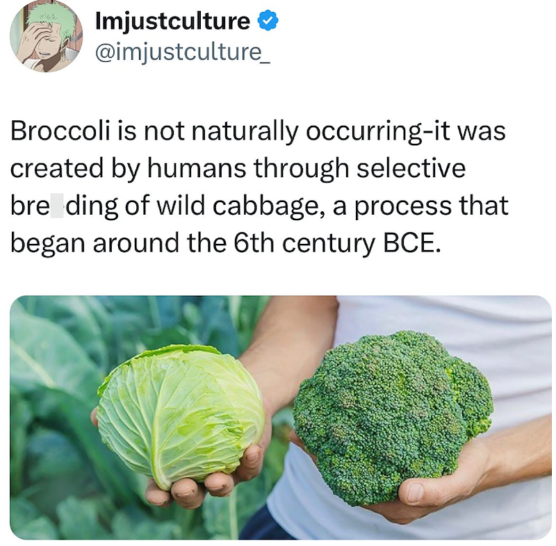 Imjustculture ❤ @imjustculture_ Broccoli is not naturally occurring-it was created by humans through selective bre ding of wild cabbage, a process that began around the 6th century BCE.