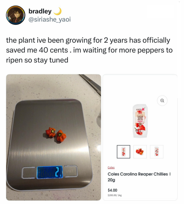 bradley @siriashe_yaoi the plant ive been growing for 2 years has officially saved me 40 cents. im waiting for more peppers to ripen so stay tuned REAPER Q UNIT Coles Coles Carolina Reaper Chillies I 20g $4.00 $200.00/ 1kg
