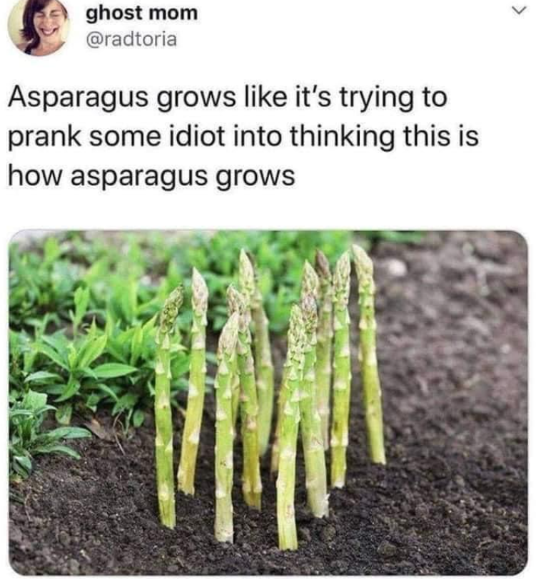 ghost mom @radtoria Asparagus grows like it's trying to prank some idiot into thinking this is how asparagus grows