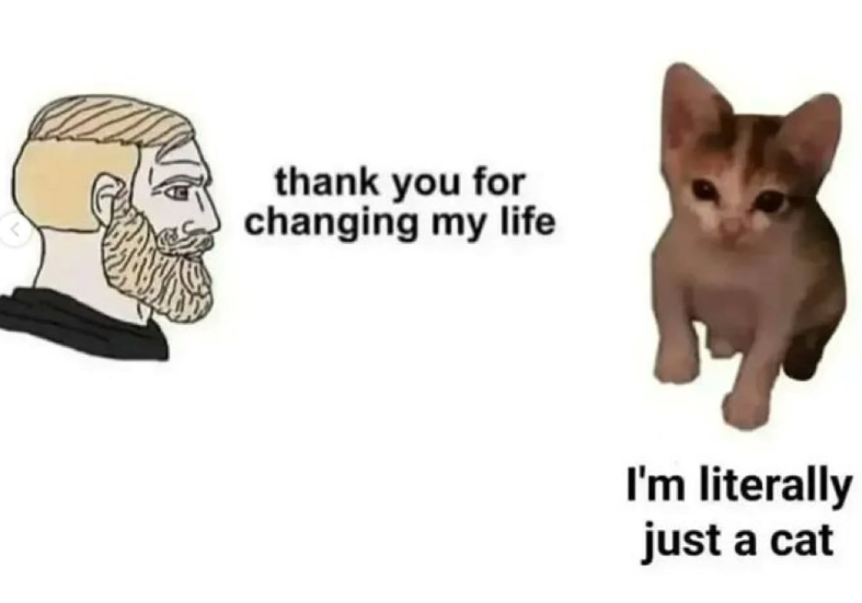 thank you for changing my life I'm literally just a cat