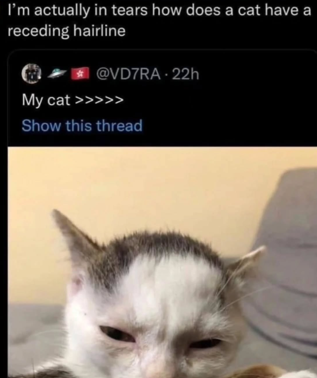 I'm actually in tears how does a cat have a receding hairline @VD7RA-22h My cat >>>>> Show this thread