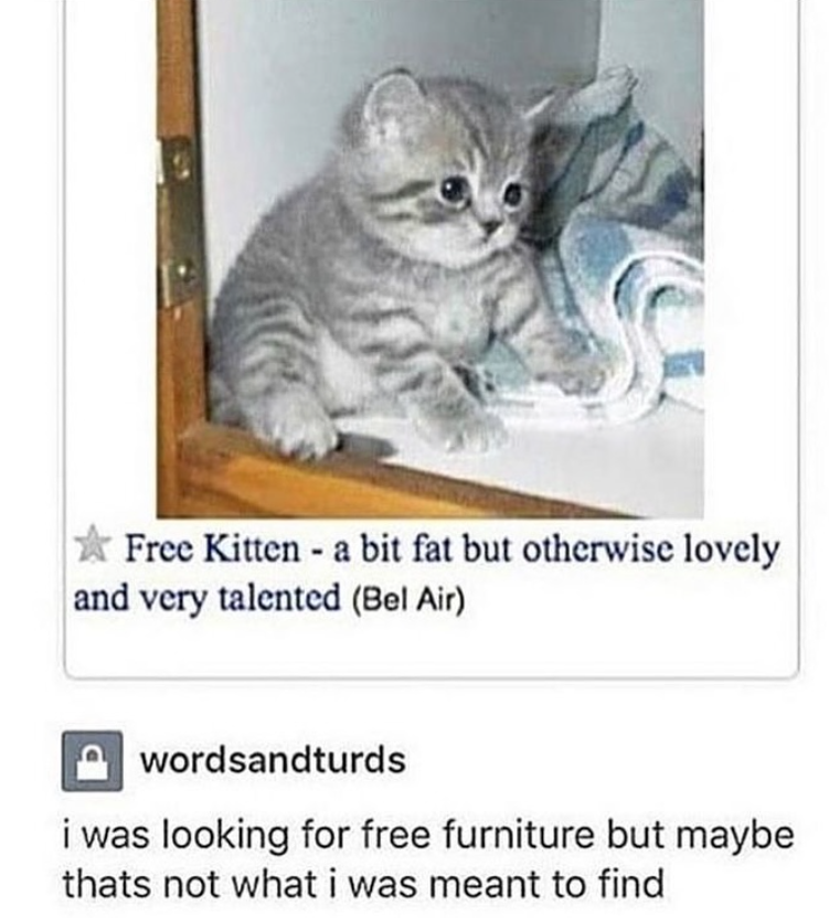 Free Kitten - a bit fat but otherwise lovely and very talented (Bel Air) wordsandturds i was looking for free furniture but maybe thats not what i was meant to find