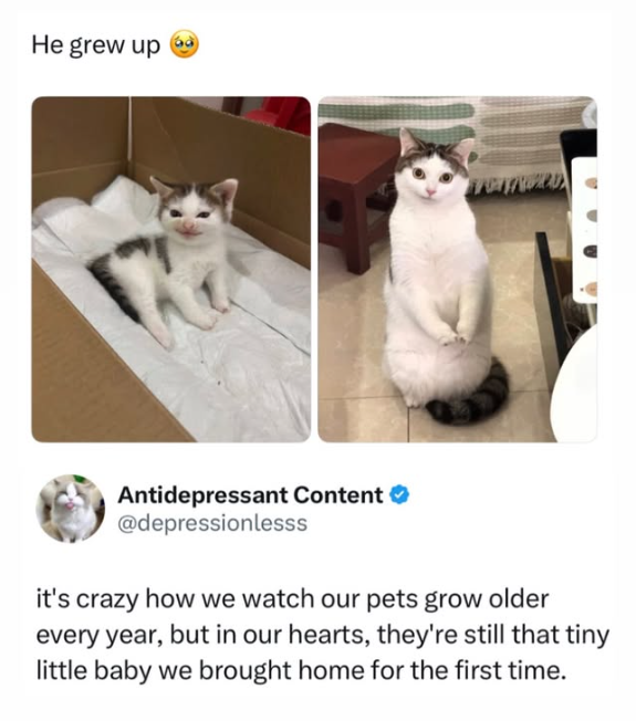 He grew up Antidepressant Content ❤ @depressionlesss it's crazy how we watch our pets grow older every year, but in our hearts, they're still that tiny little baby we brought home for the first time.