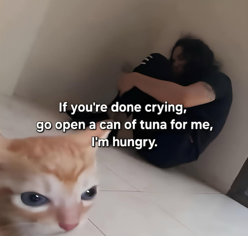 If you're done crying, go open a can of tuna for me, I'm hungry.