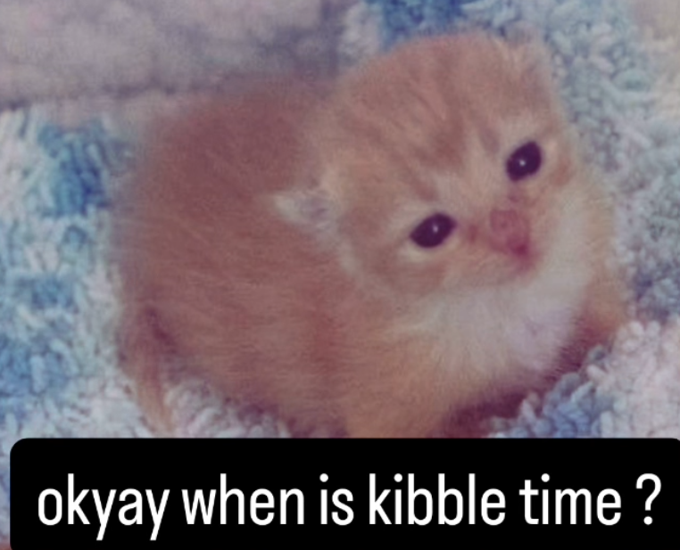 okyay when is kibble time?
